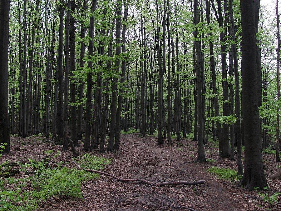 Grań Kornutów