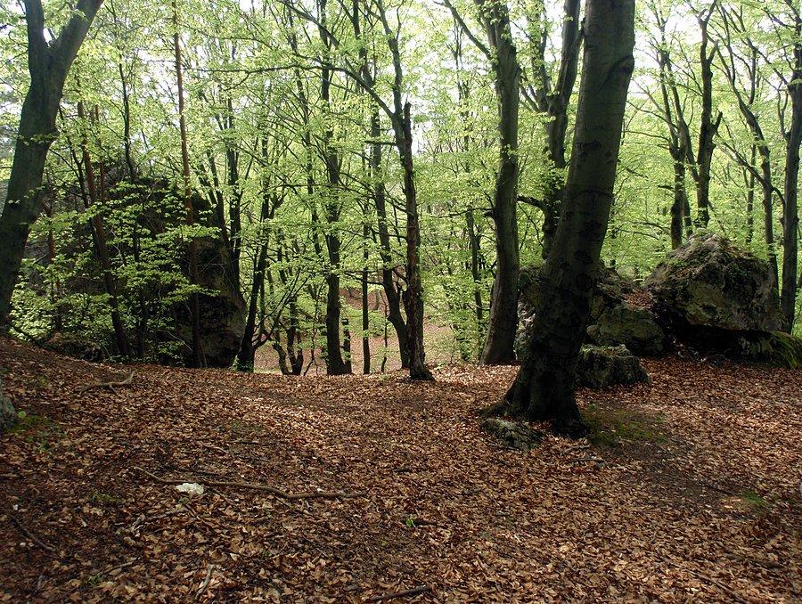Las bukowy, Czarny Kamień