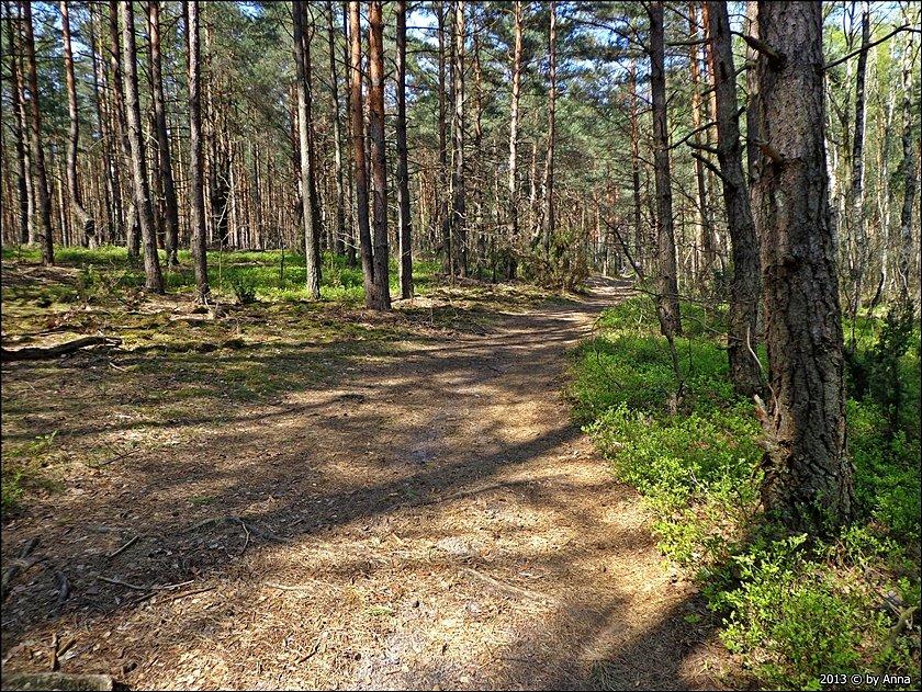 Szlak