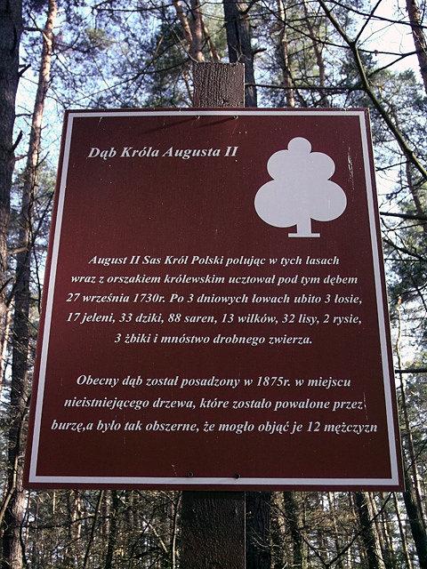 Dąb Króla Augusta II