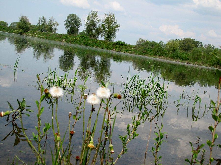 Jeziorka w okolicy Roszkowa