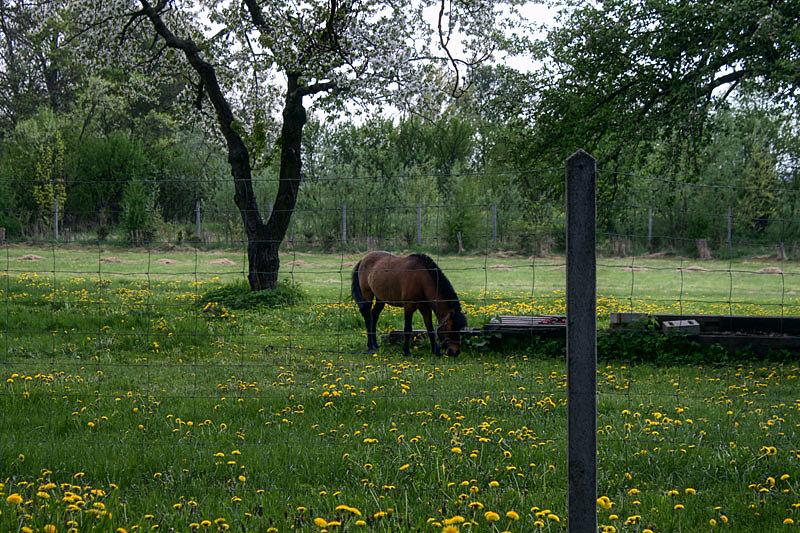 Konik w Kunowie