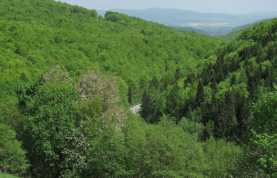 Rzut oka na asfalt zatopionu w lesie