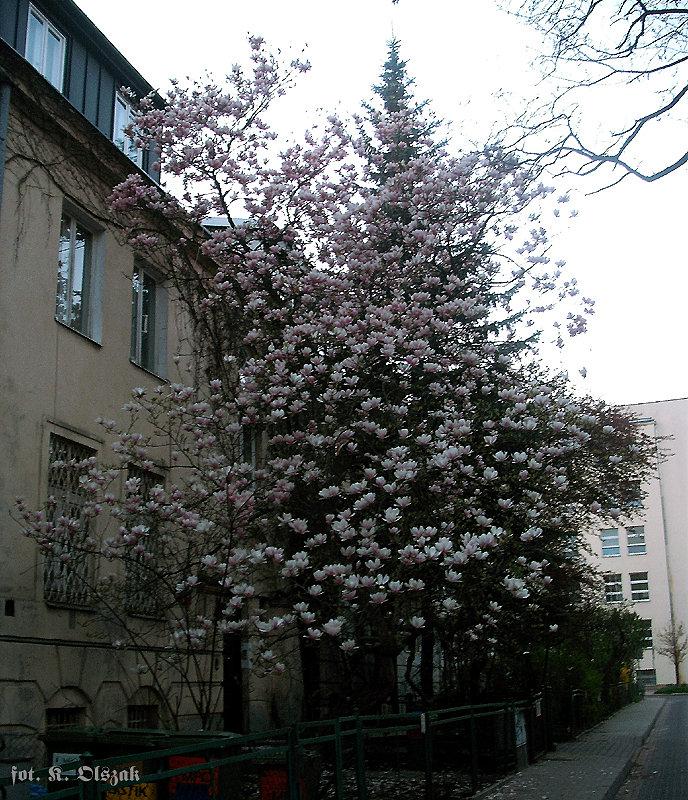 Magnoliowa Lekarska