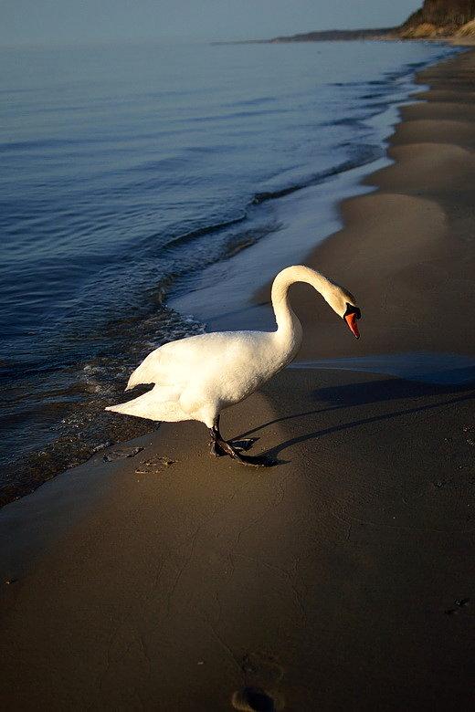 Spacerkiem po plaży