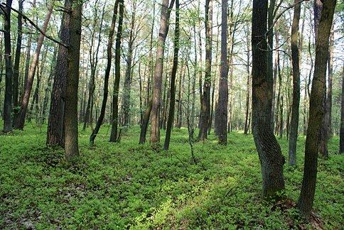 Powierzchnia rezerwatu wynosi nieco powyżej 9 ha