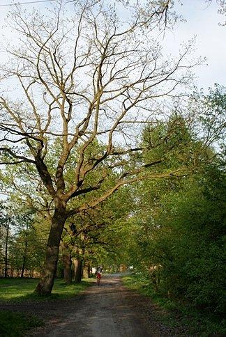 Aleja koło Tajemniczego Parku w Małeczu