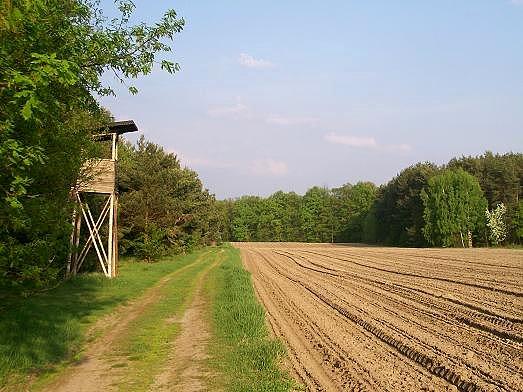 Cwaniaki zasiali kukurydzę. Jak urośnie przyjdą dziki, sarny , a potem pif-paf i będzie bigos z dziczyzny