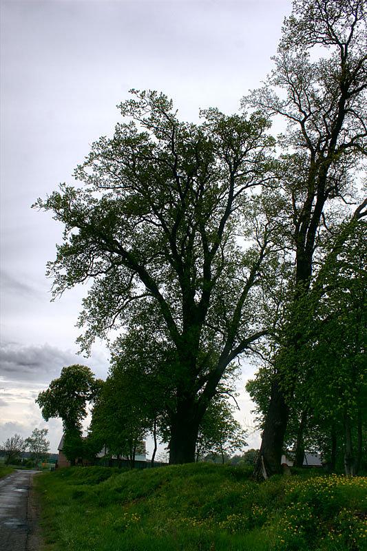 Dąb w Grabowie
