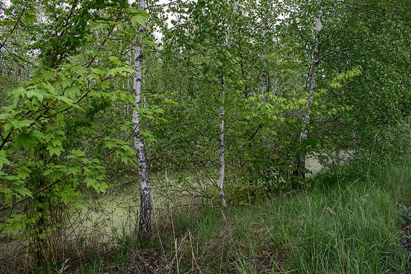 Bagna przy drodze do Koloni Kiczarowo