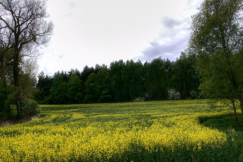 Rzepakowe pola