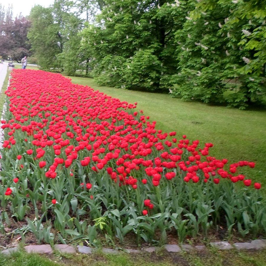 Czerwone tulipany na Polu Mokotowskim