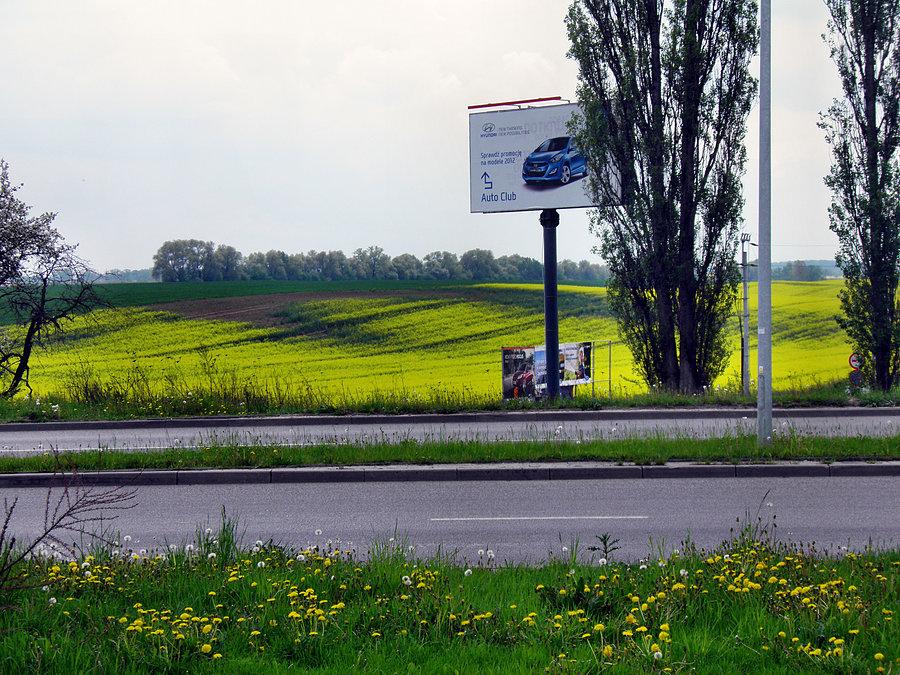 Zaczyną kwitąć rzepaki - widok spod Ronda Hakena