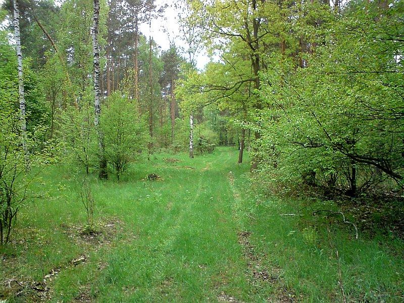 Umajona leśna droga