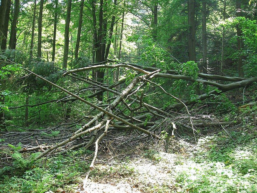 Trochę przeszkód