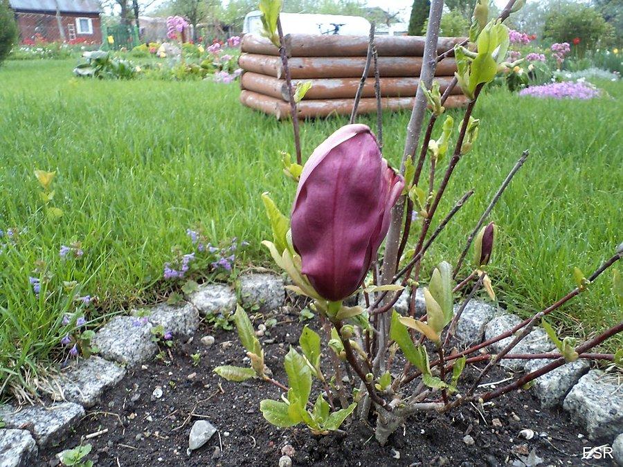 Działka Dareckiego - kwiat magnolii