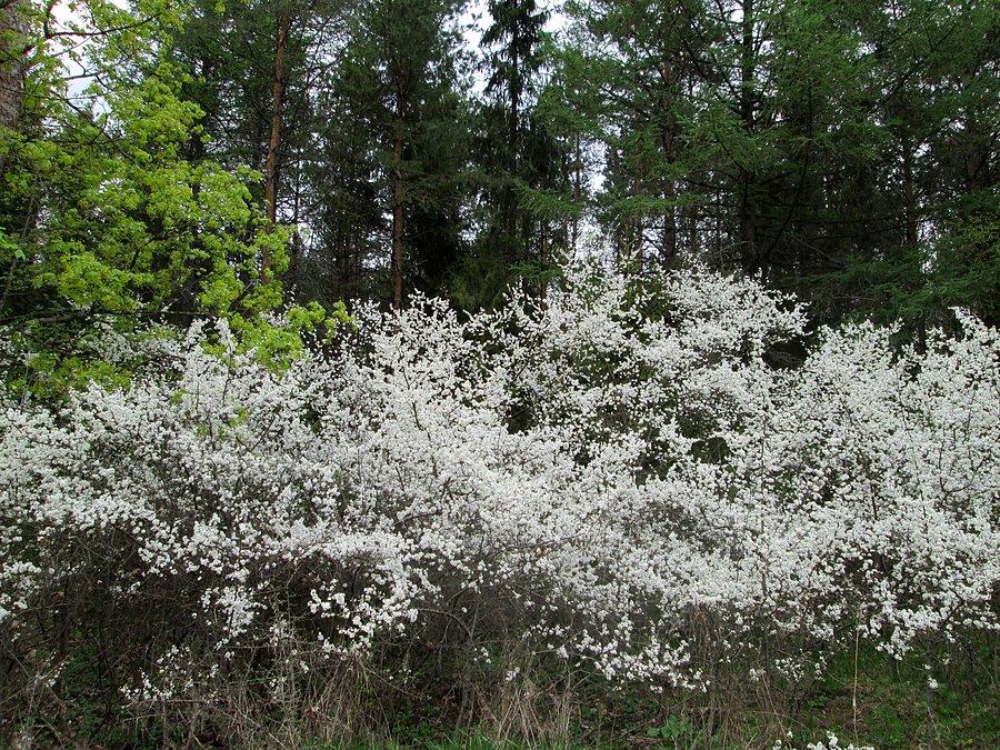 Wiosenne barwy na Kaszubach