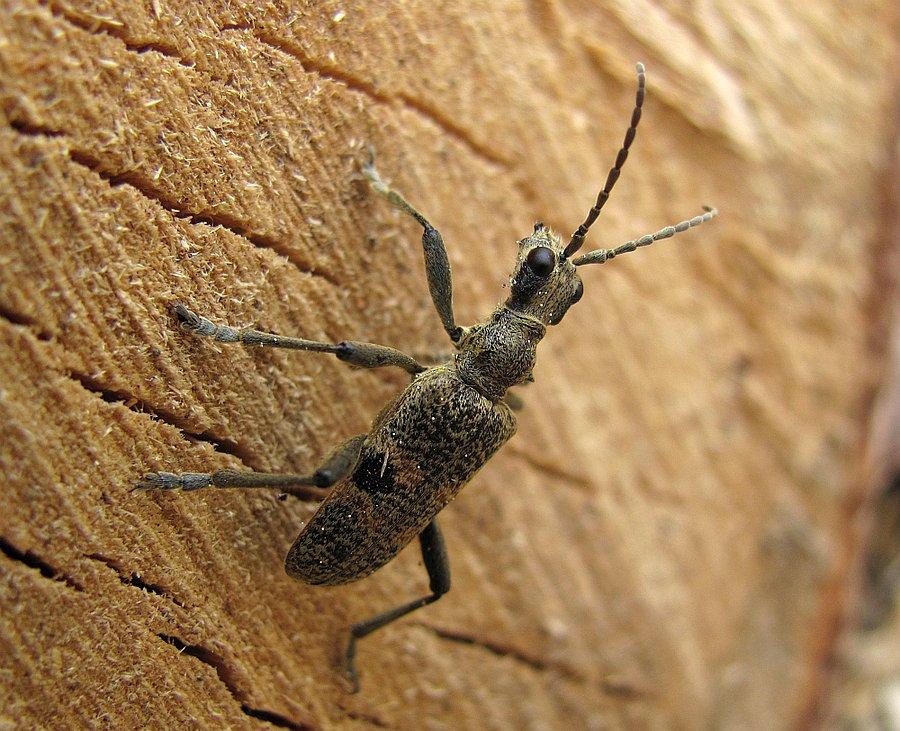 R.mordax