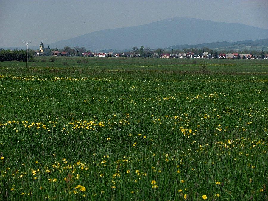 Królowa Beskidów z podhalańskiej łąki