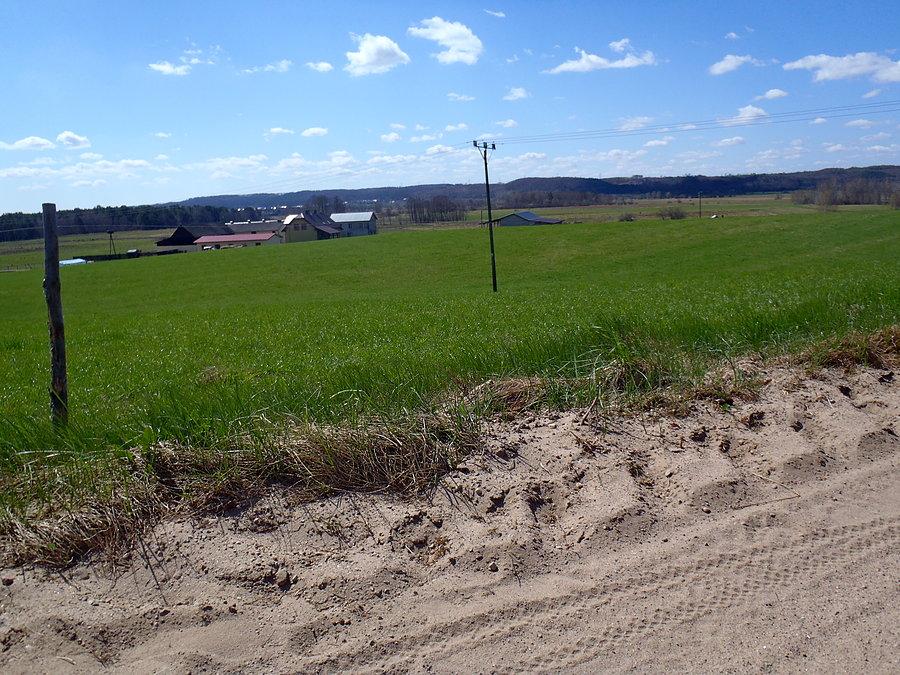 Zielone pole przed Warszkowem