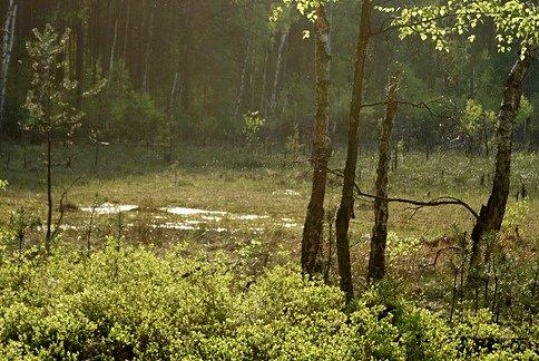 Jest to florystyczny i torfowiskowy rezerwat przyrody