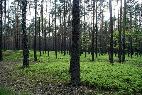 Jest rezerwatem ścisłym utworzonym w 1996 r