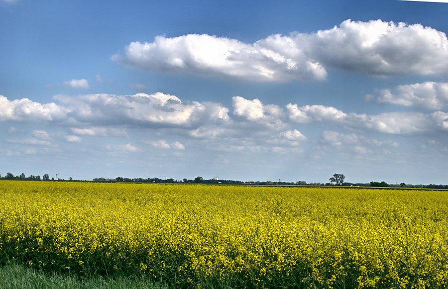 Żółto wszędzie, oj co to będzie