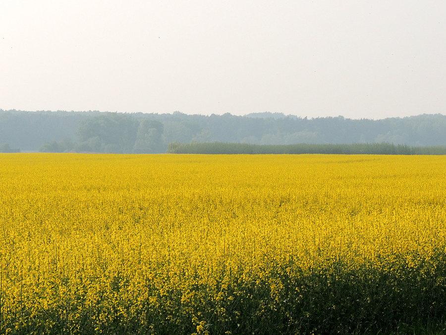 Łąka w Sadłowicach