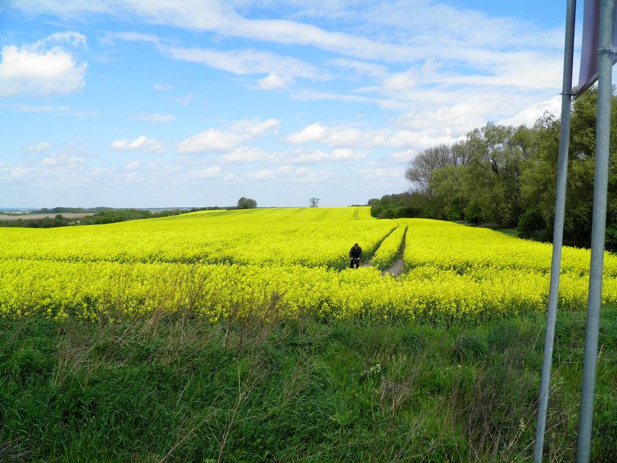 Kuba wśród kwitnącego rzepaku tuż przy granicy/
