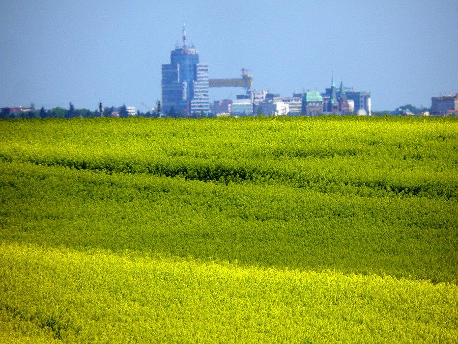 Kwitnący rzepak a w głębi panorama Szczecina