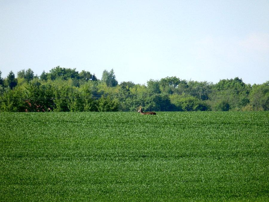 Koziołek w zbożu