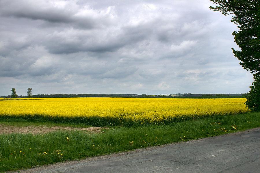 Rzepakowe łany przy drodze do Krępcewa