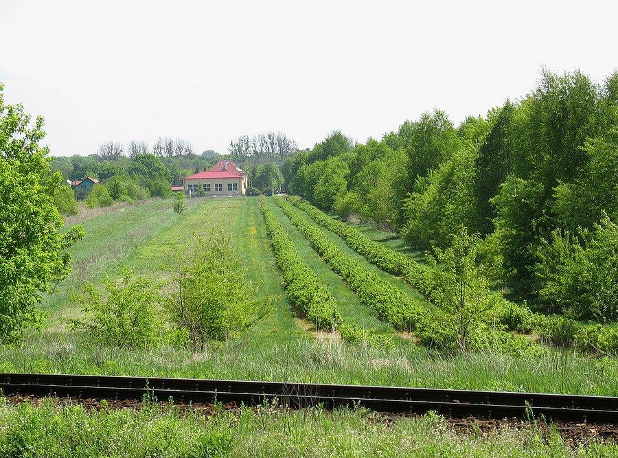 Plantacja porzeczki i szkoła przy ul. Skolimowskiej