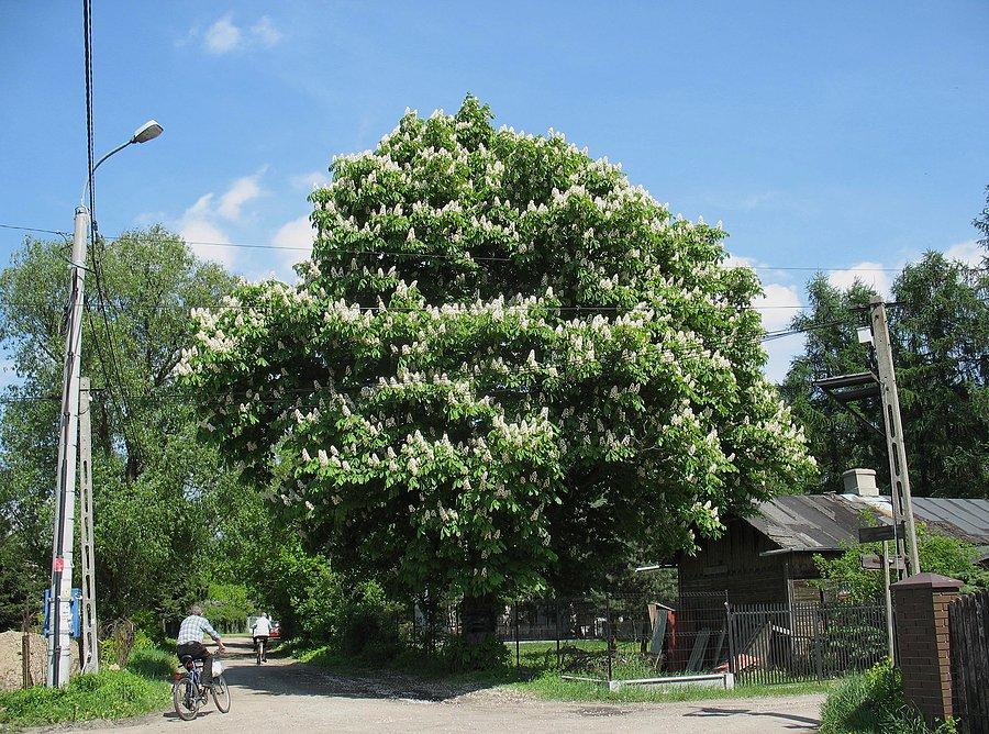Kasztanowiec