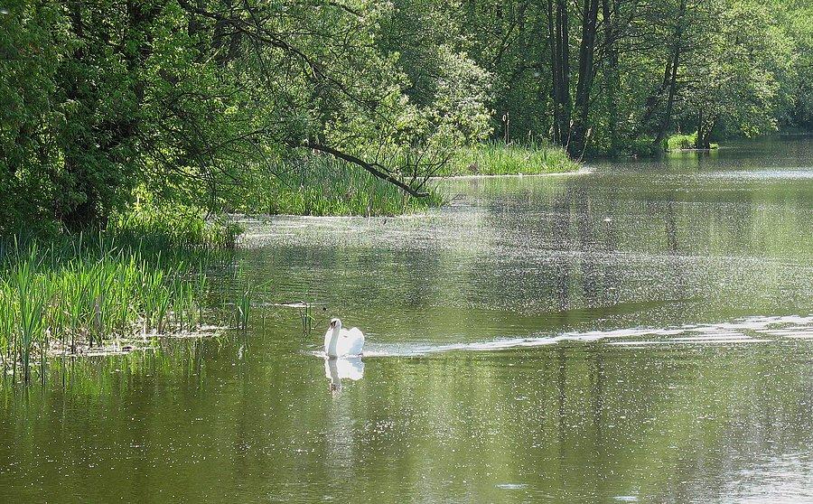 Łabędź na Jeziorce