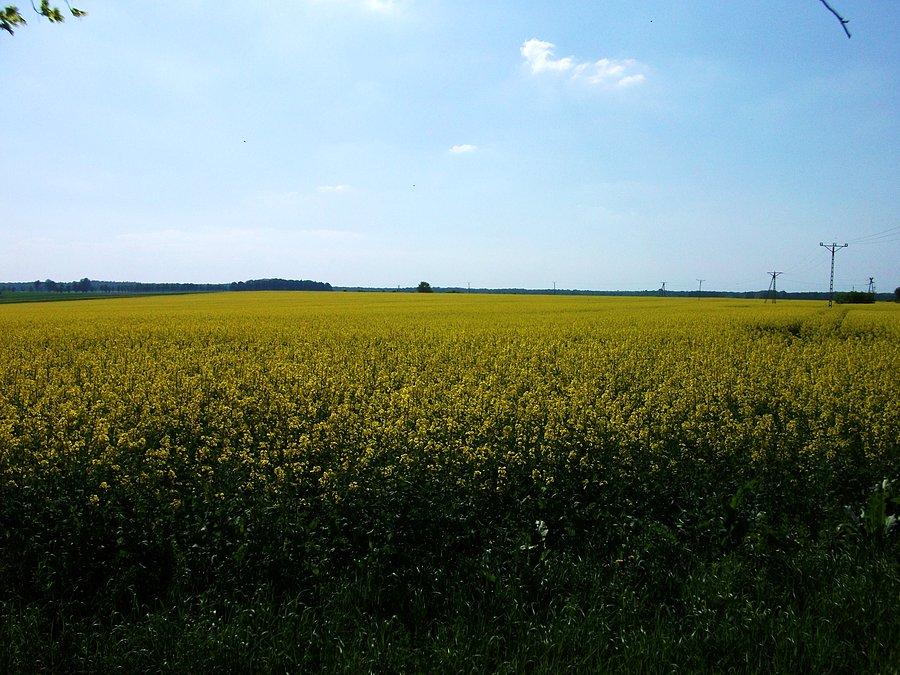 Pole pachnącego rzepaku
