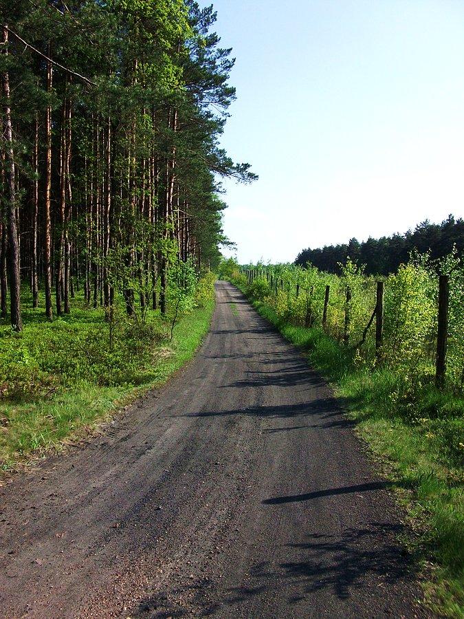 Droga leśna