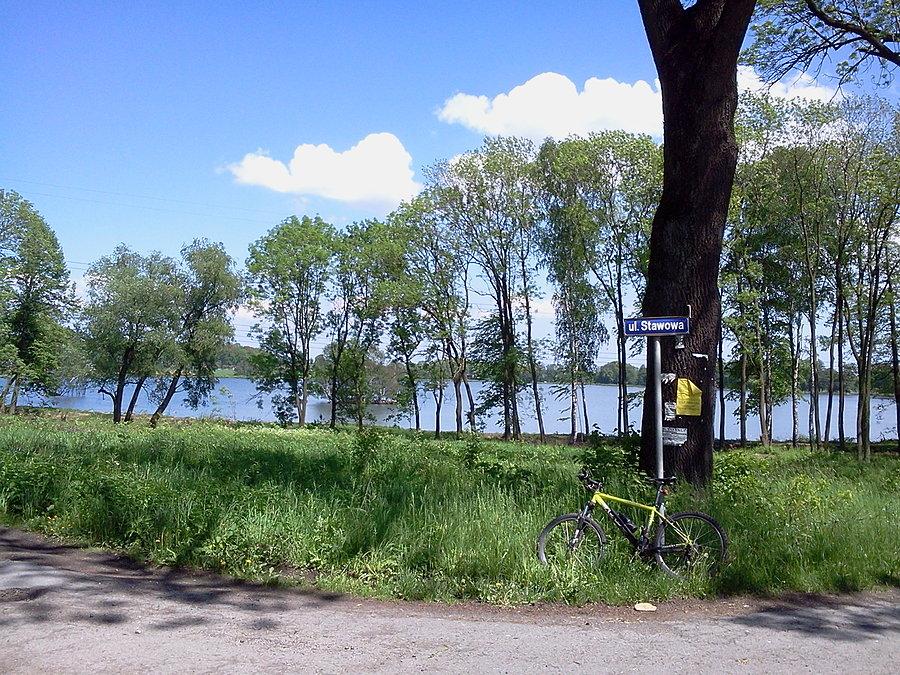 Staw w pruchnej