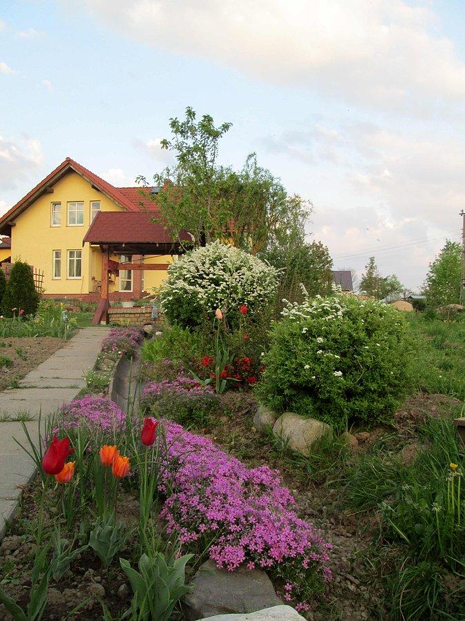 Płomyk szydlasty to ten różowy