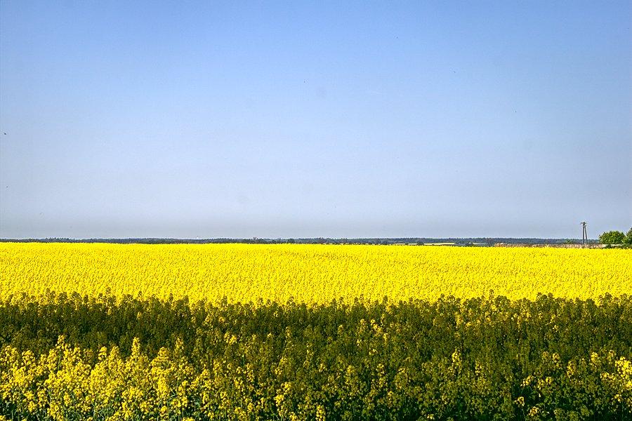 W drodze do Płońska