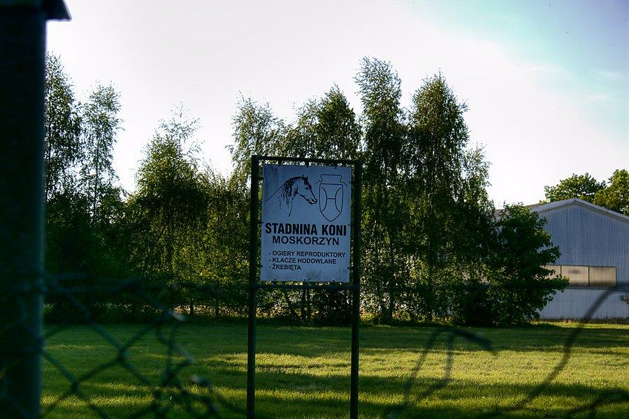 Stadnina koni w Moskorzynie