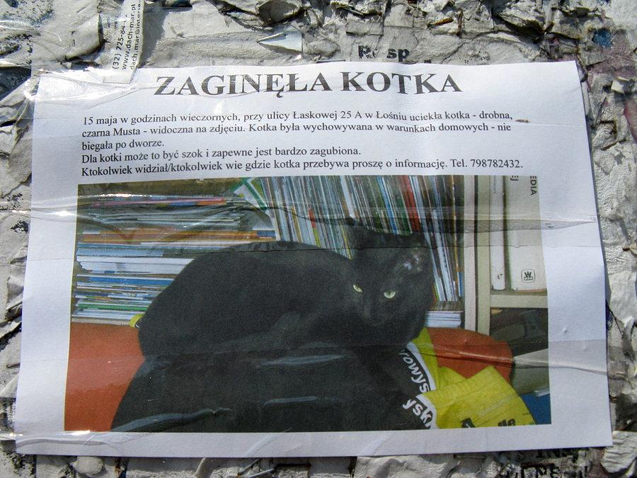 Ogłoszenie - zaginęła Musta :(
