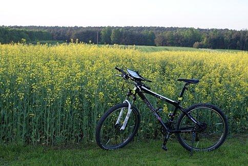 Bocian skąpany w rzepaku