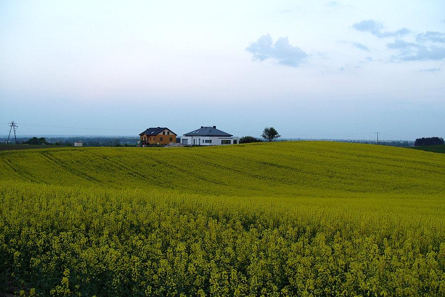 Rzepakowe pola