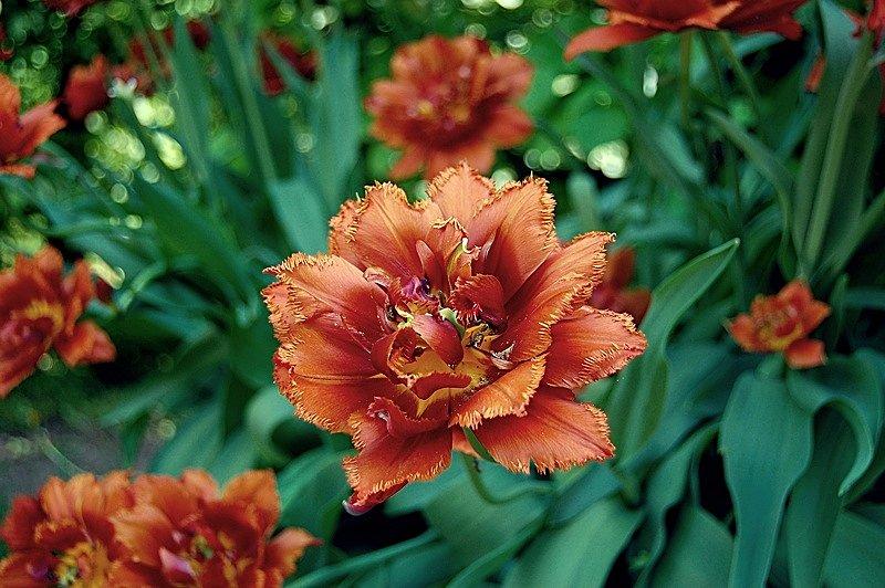 I tulipany