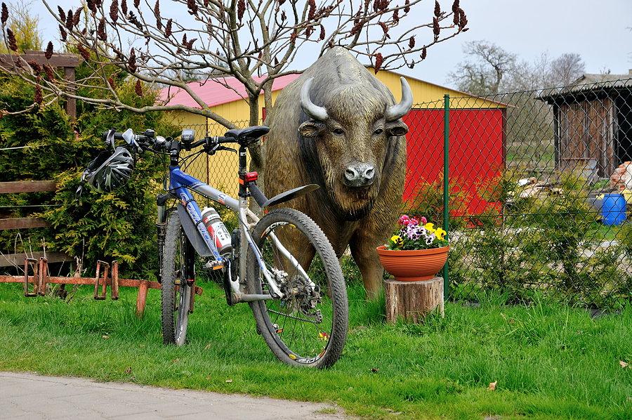 Corratec na corridzie