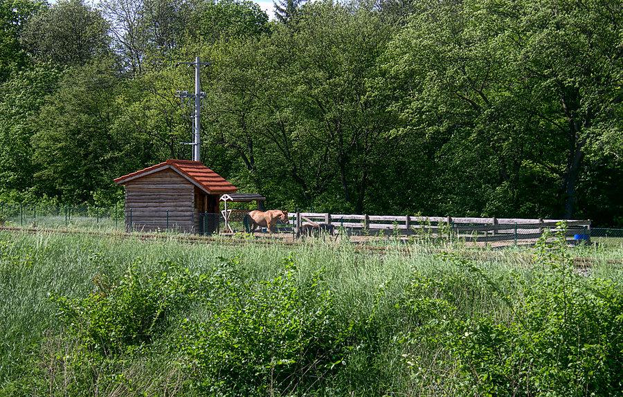 Wyjeżdżamy z Pęzina konie nas żegnają