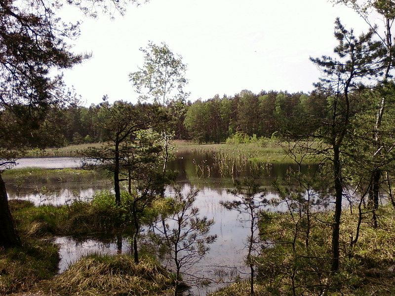 Leśnie jeziorko