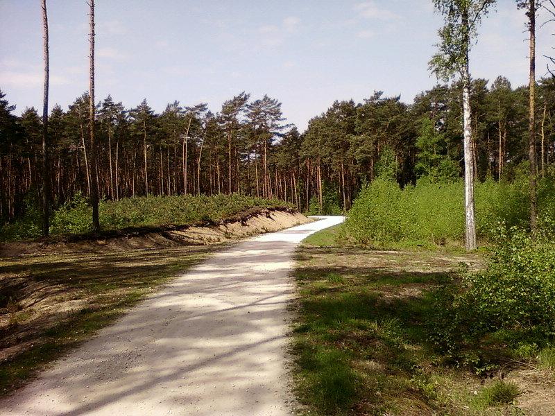 Las Karolewski - droga szutrowa