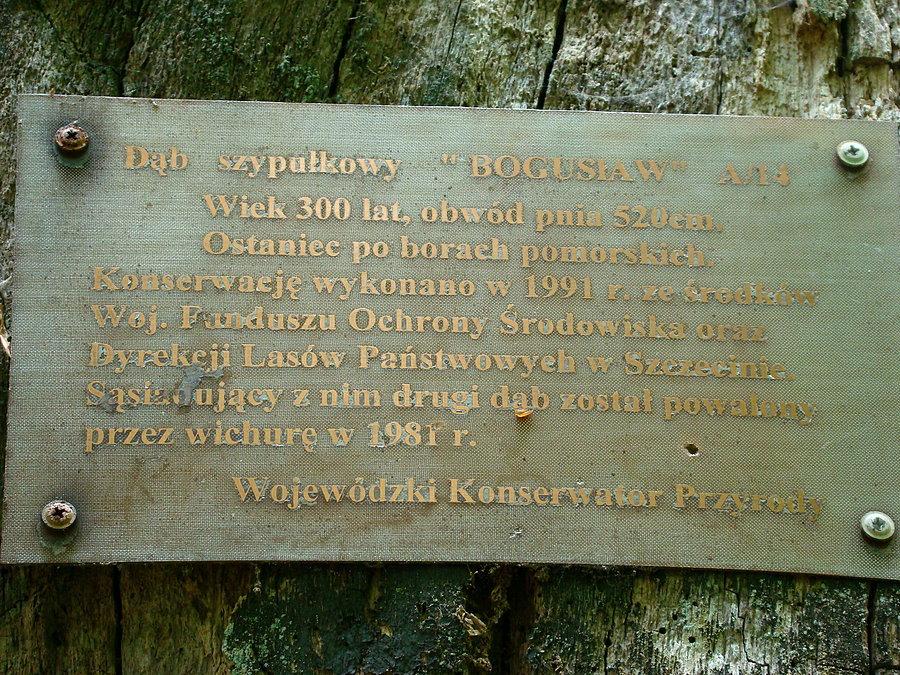 Informacja o dębach